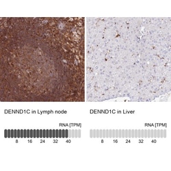 DENND1C Antibody, Novus Biologicals:Antibodies:Primary Antibodies
